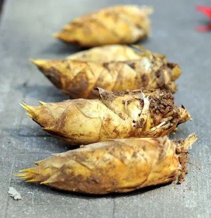 上海农产品佘山兰笋包装设计要注意什么(图1) u=3943885946,4206063811&fm=253&fmt=auto&app=138&f=JPEG.webp.jpg